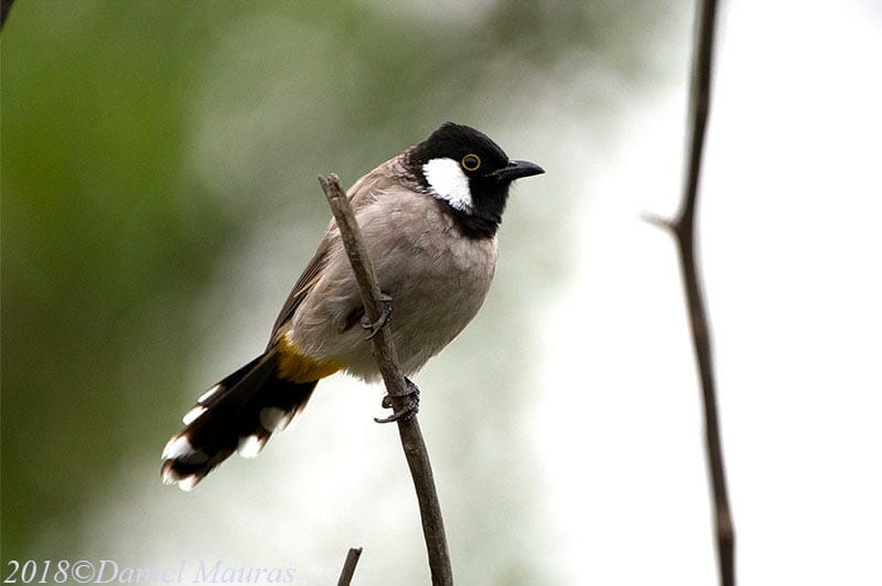 White-eared Bulbul perched on a branch of a tree