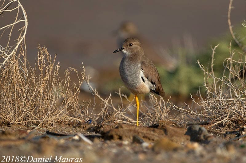 White-tailed Lapwing standing on ground