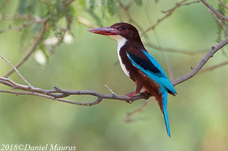 White-throated Kingfisher perched on a branch of a tree