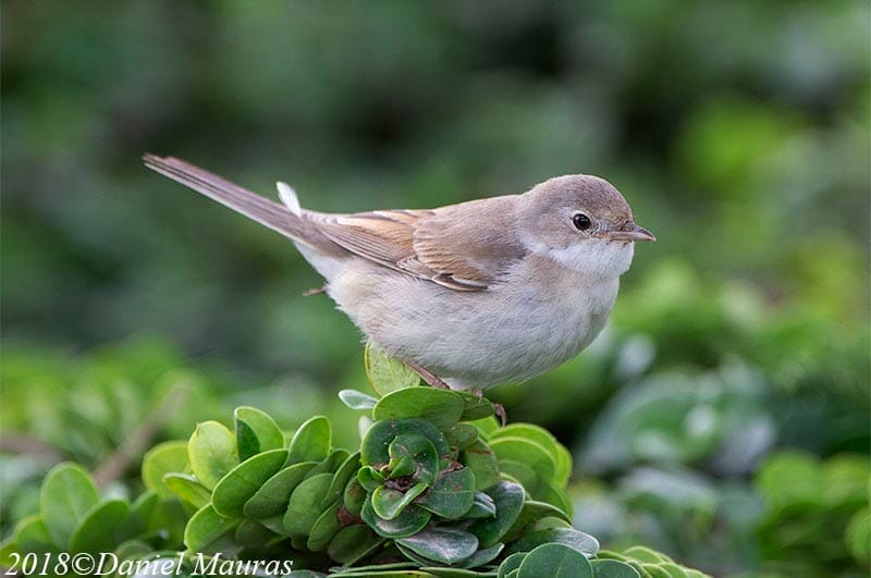 Common Whitethroat sitting on plants