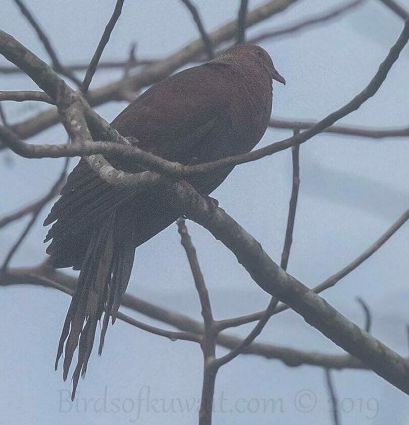 Andaman Cuckoo-Dove perching on a branch of a tree