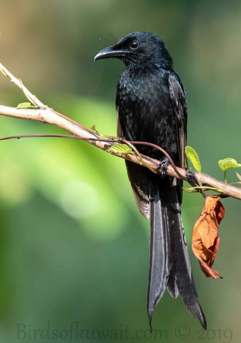 Andaman Drongo perching on a branch of a tree