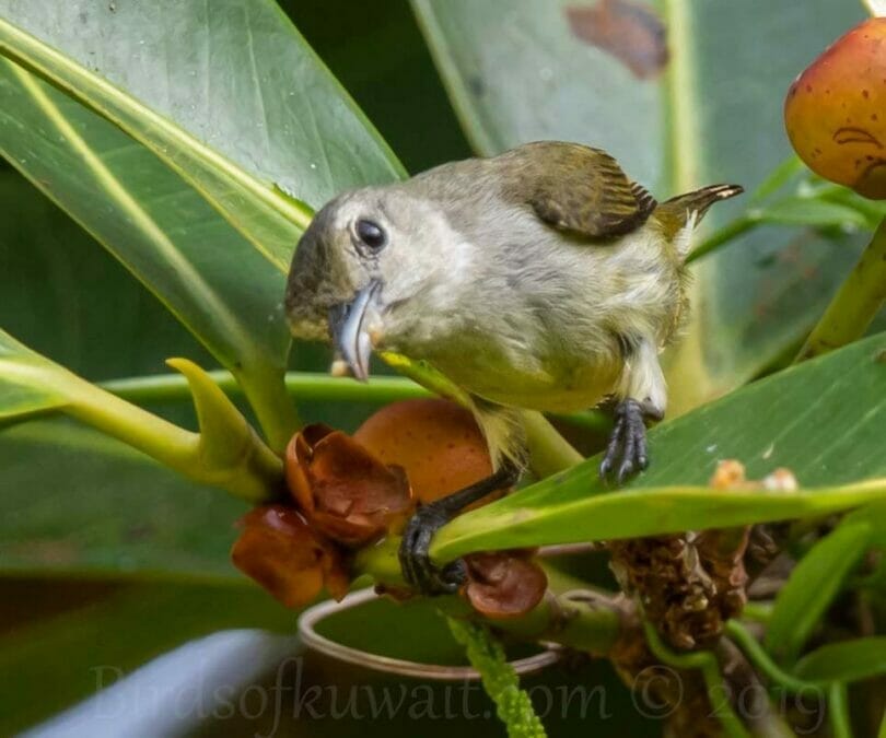 Andaman Flowerpecker perching on a leaf of a plant