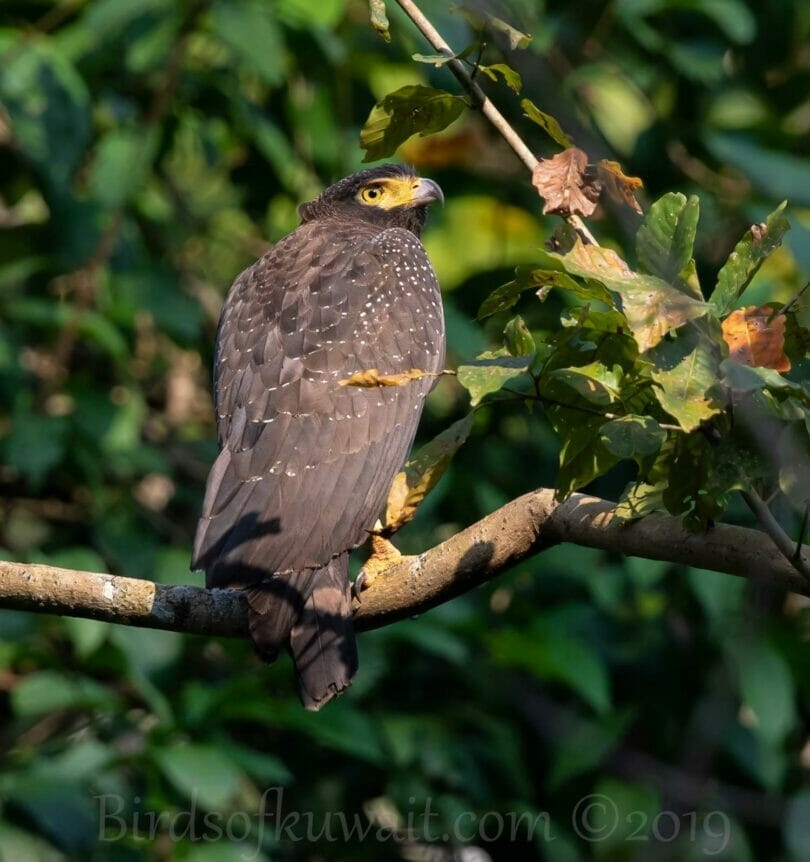 Andaman Serpent-Eagle perching on a branch of a tree