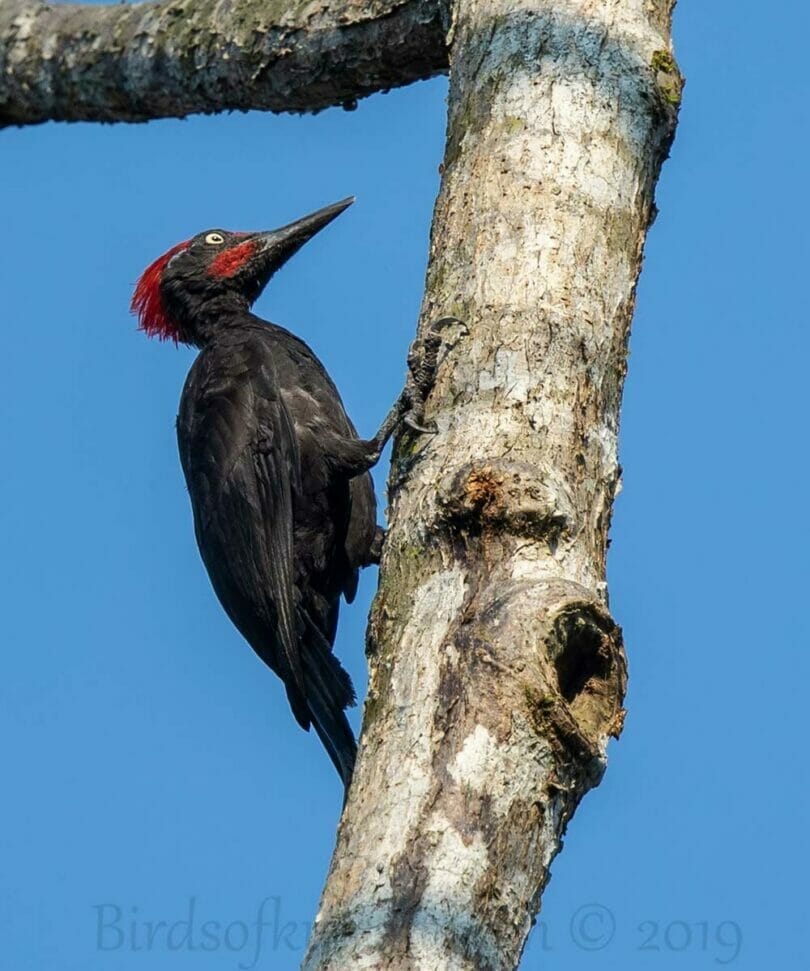 Andaman Woodpecker perching on a trunk of a tree