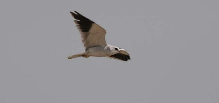 Black-winged Kite in flight
