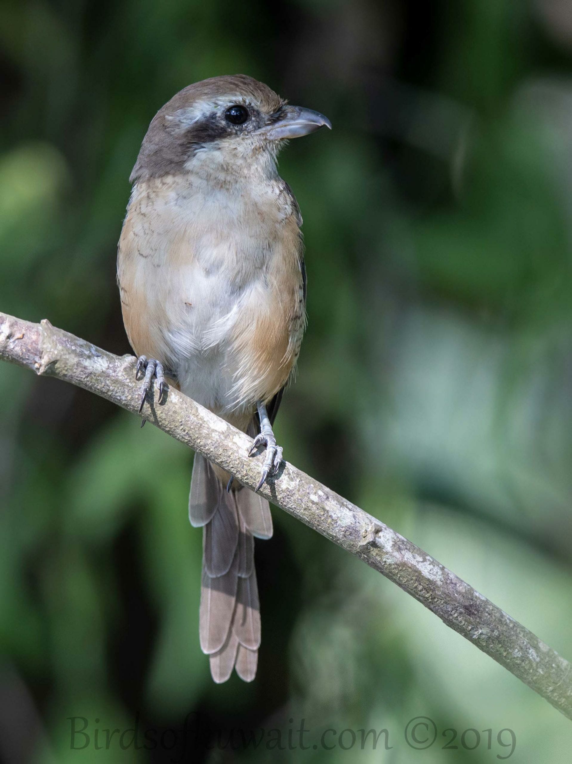 Brown Shrike 