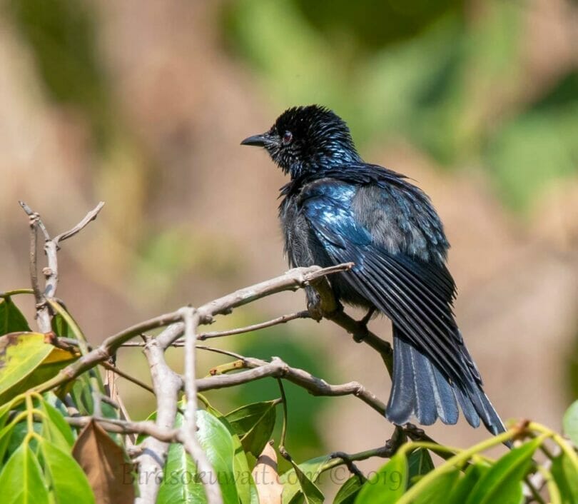 Fork-tailed Drongo-Cuckoo perched on a branch of a tree