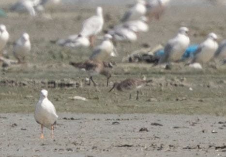 Great Knot feeding on ground