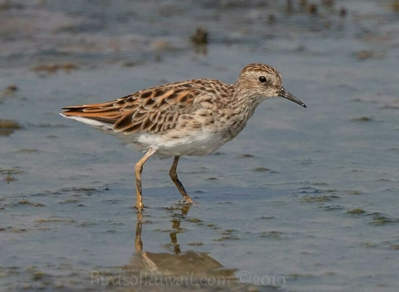 Long-toed Stint feeding in water