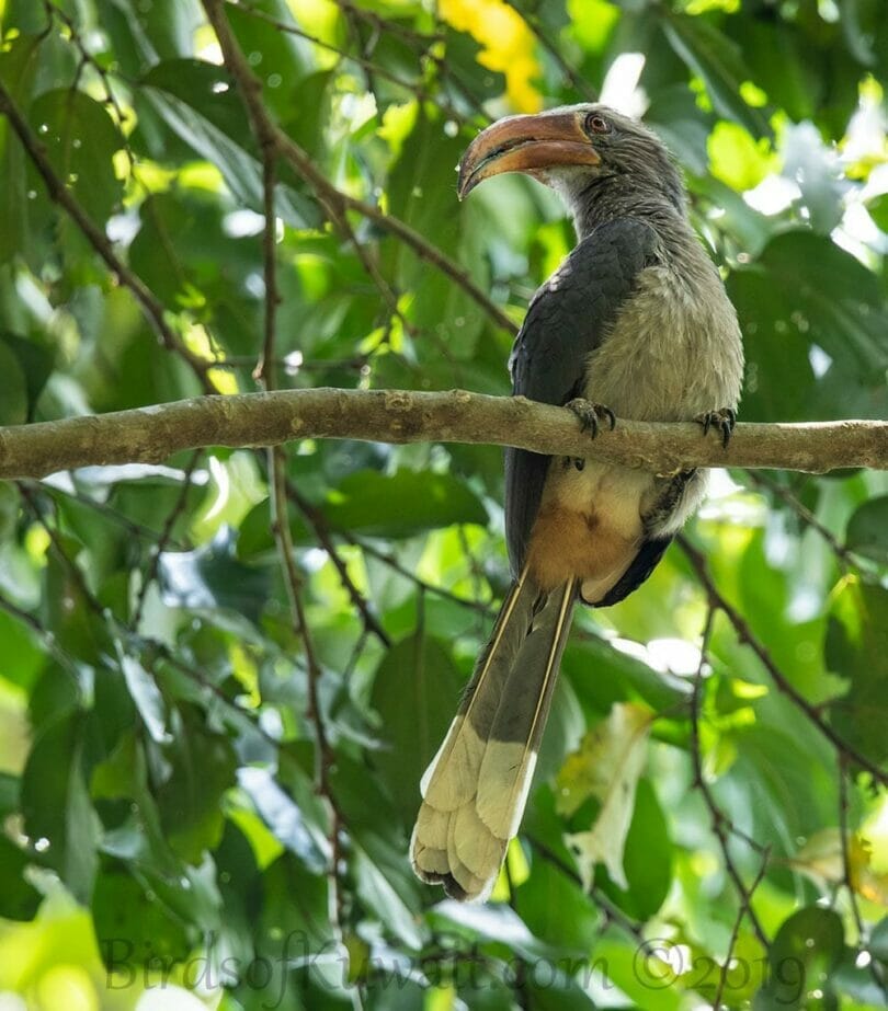 Malabar Grey Hornbill perching on a branch of a tree