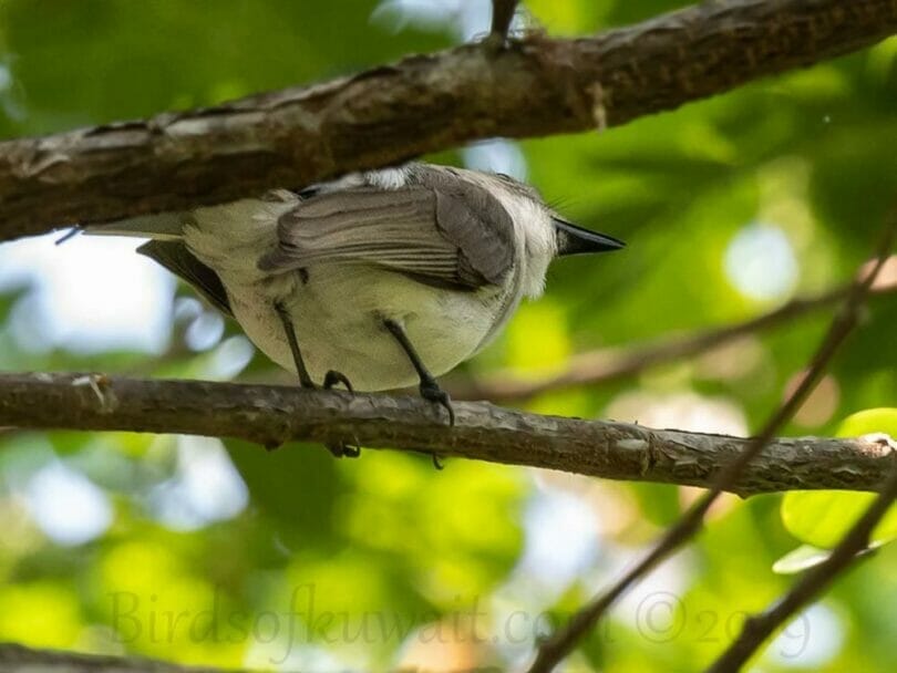 Mangrove Whistler perching on a branch of a tree