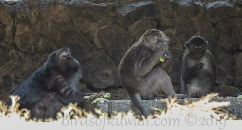 A group of Nicobar Long-tailed-Macaque sitting on ground