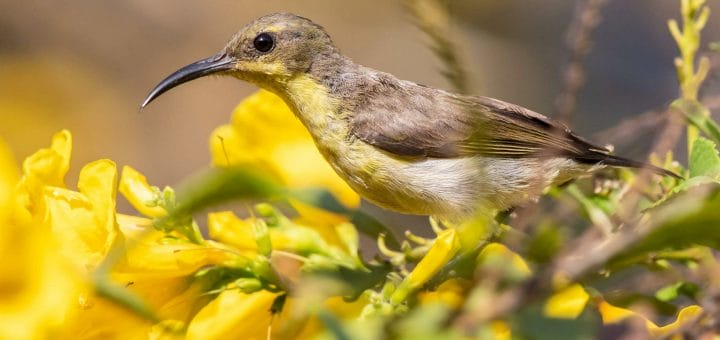 Olive-backed Sunbird perching on a branch of a tree