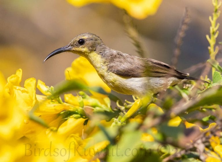 Olive-backed Sunbird perching on a branch of a tree