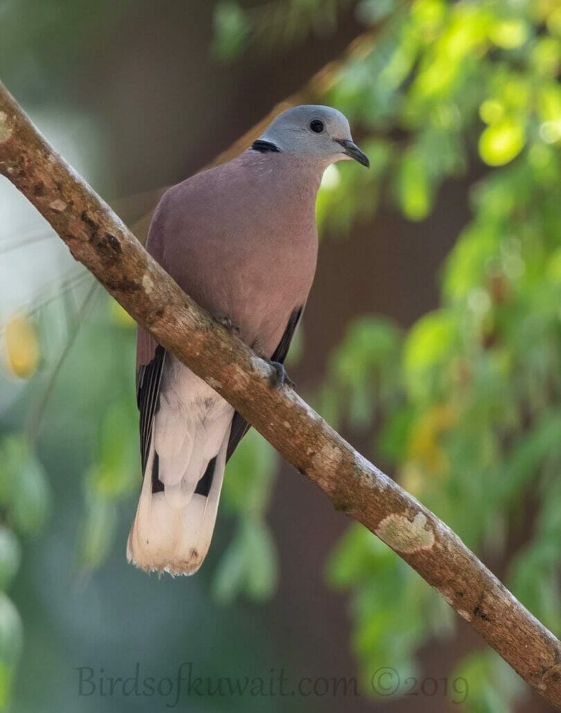 Red Collared Dove perching on a branch of a tree