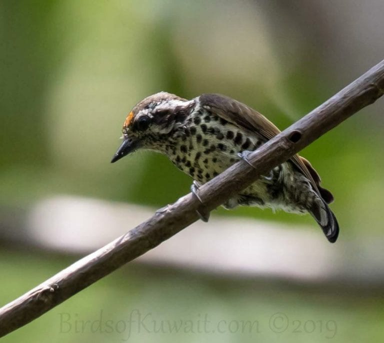 Speckled Piculet perching on a branch of a tree