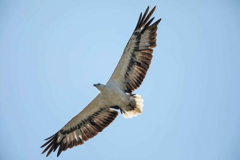 White-bellied Sea-Eagle in flight