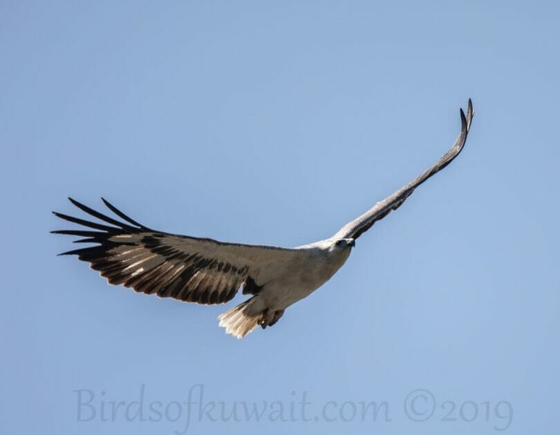 White-bellied Sea-Eagle in flight