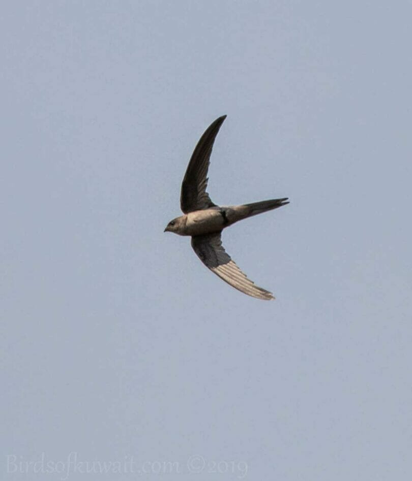 Asian Palm-Swift in flight