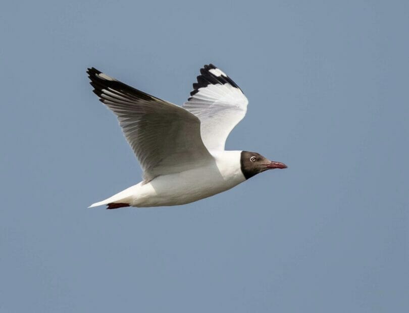 Brown-headed Gull in flight