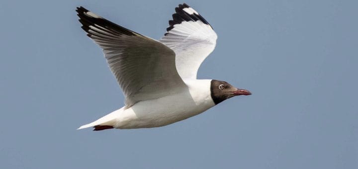 Brown-headed Gull in flight