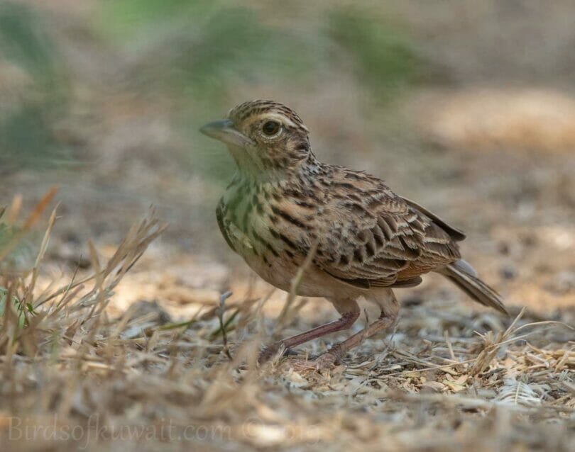 Jerdon's Bushlark perching on the ground