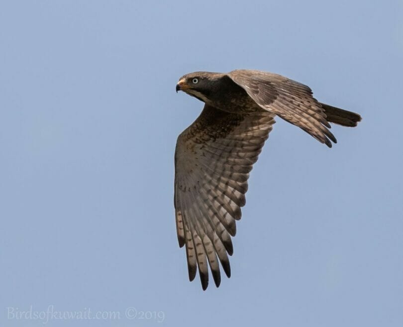 White-eyed Buzzard in flight