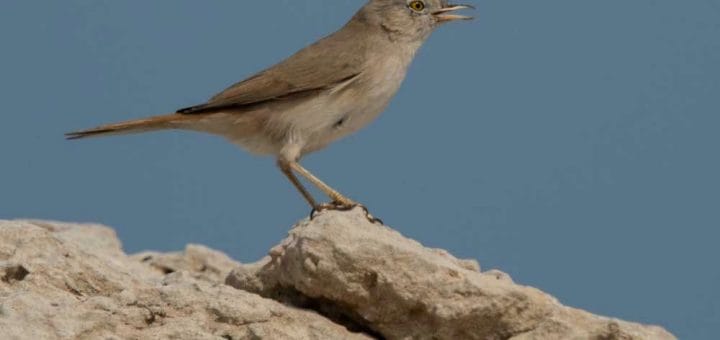 Asian Desert Warbler perching on a rock