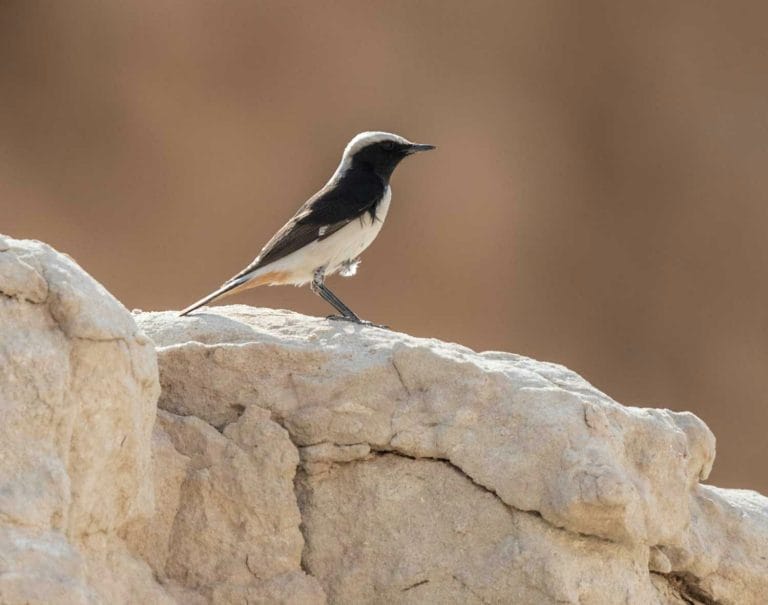 Eastern Mourning Wheatear perching on a rock