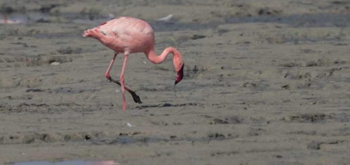 Lesser Flamingo feeding on the ground
