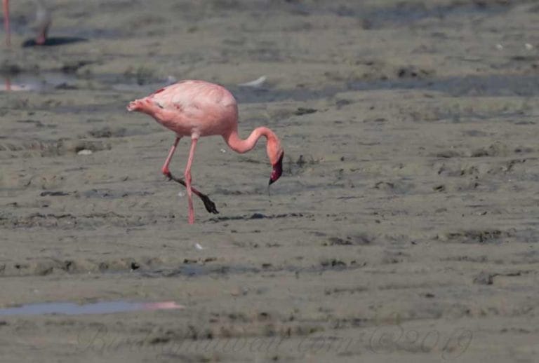 Lesser Flamingo feeding on the ground