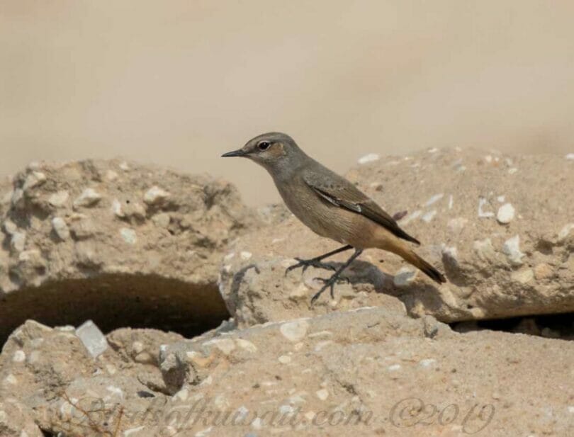 Red-tailed Wheatear perching on a rock