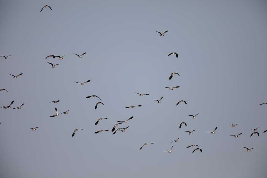 Northern Lapwing Vanellus vanellus and Sociable Lapwing Vanellus gregarius in flight