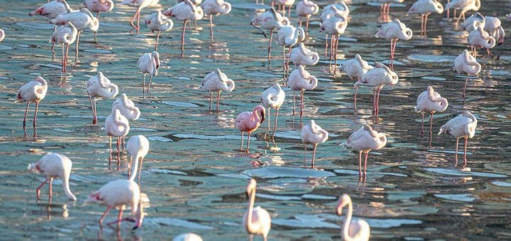 A flock of Greater flamingo with one Lesser Flamingo