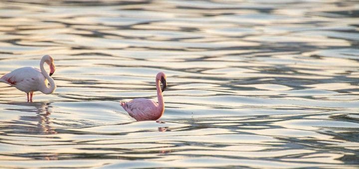 A Lesser Flamingo together with a Greater Flamingo