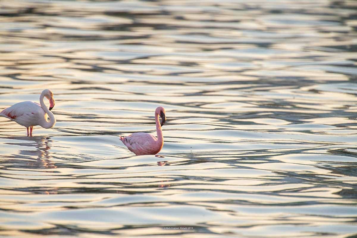 A Lesser Flamingo together with a Greater Flamingo