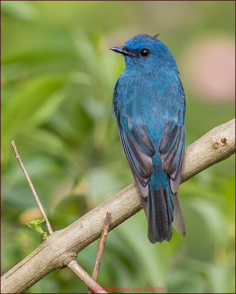 Nilgiri Flycatcher perching on a branch of a tree