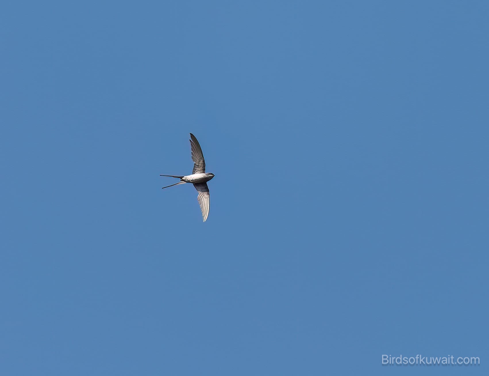 Crested Treeswift Hemiprocne coronata