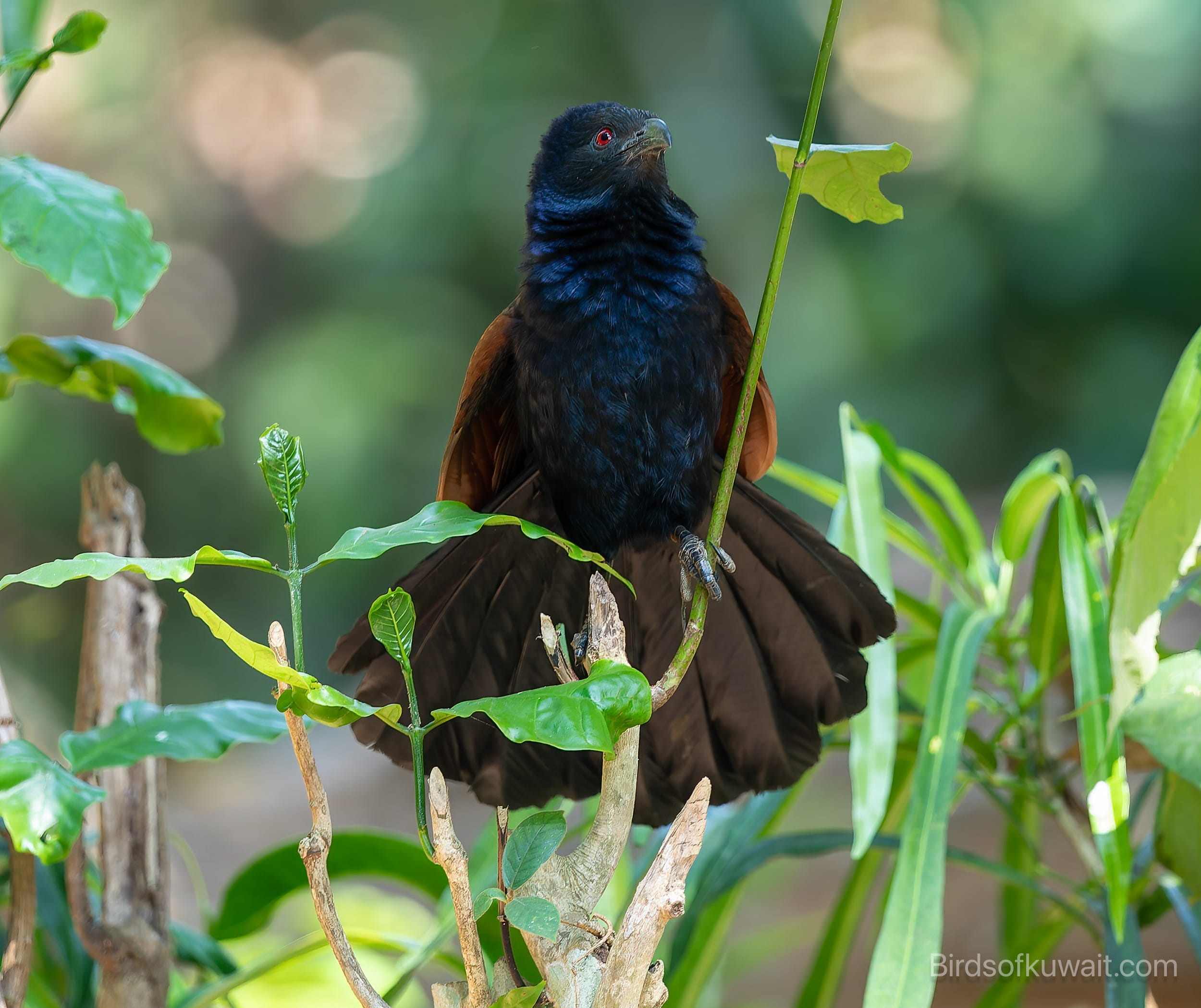 Greater Coucal Centropus sinensis