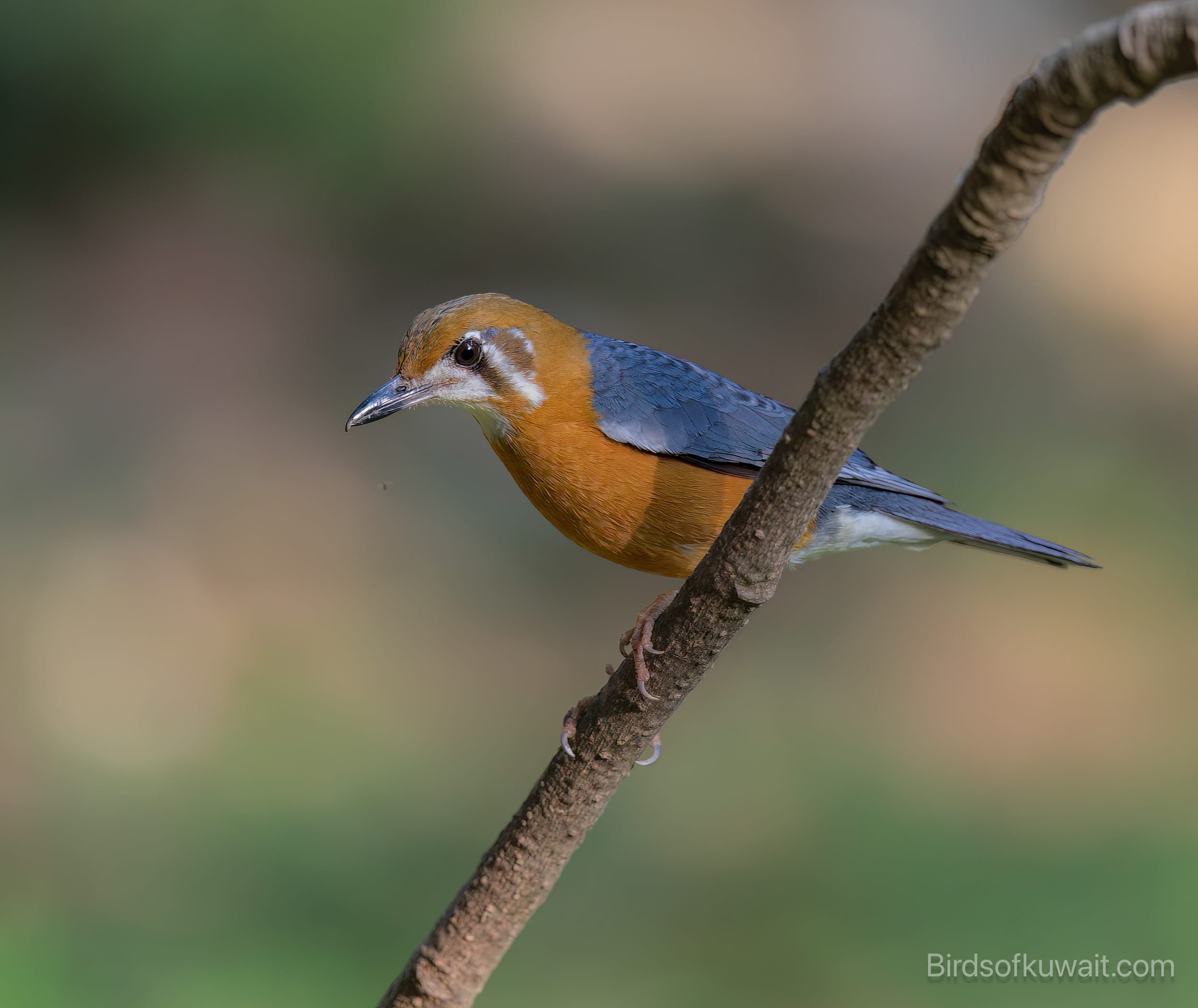 Orange-headed Thrush Geokichla citrina