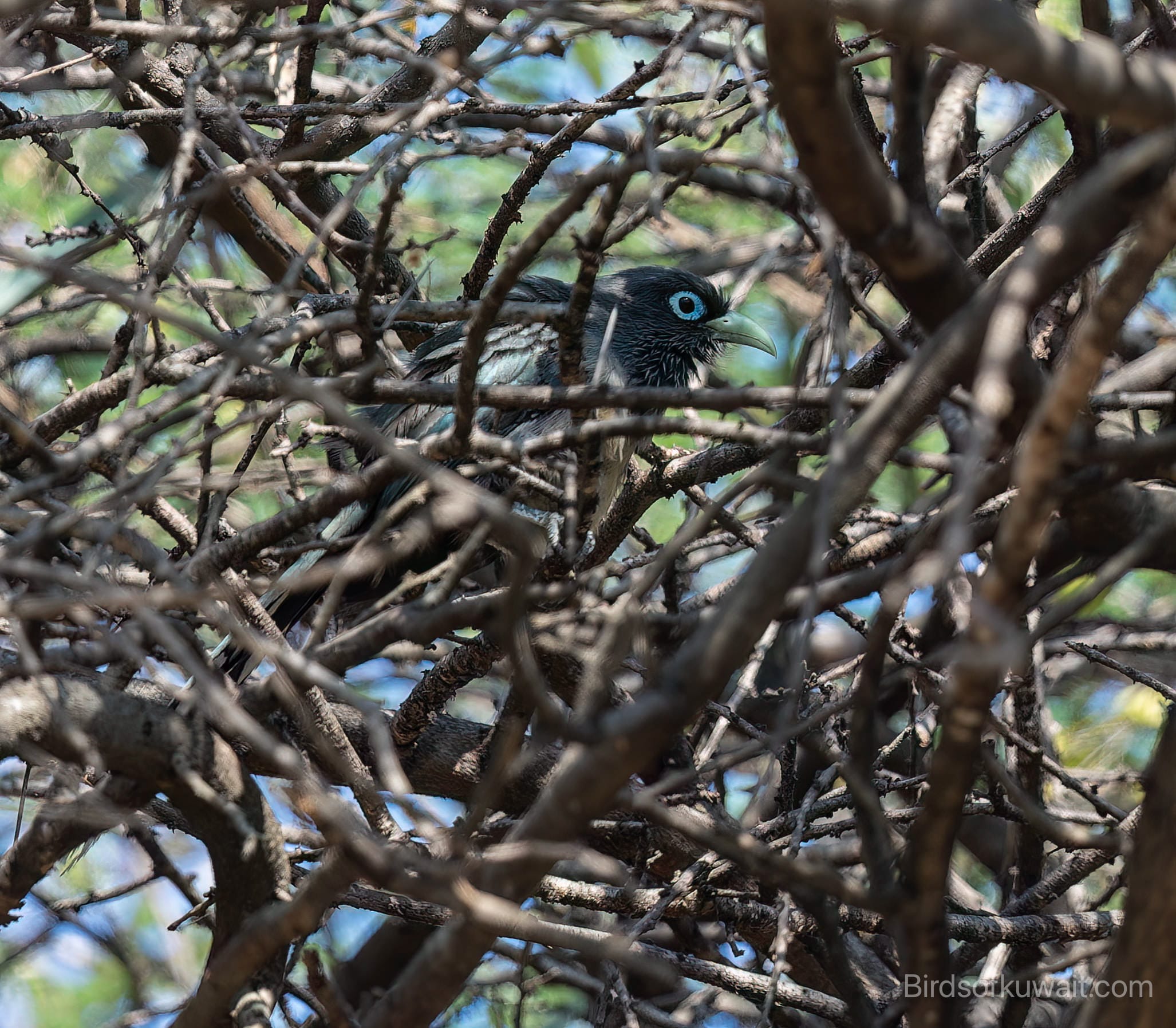 Blue-faced Malkoha Phaenicophaeus viridirostris