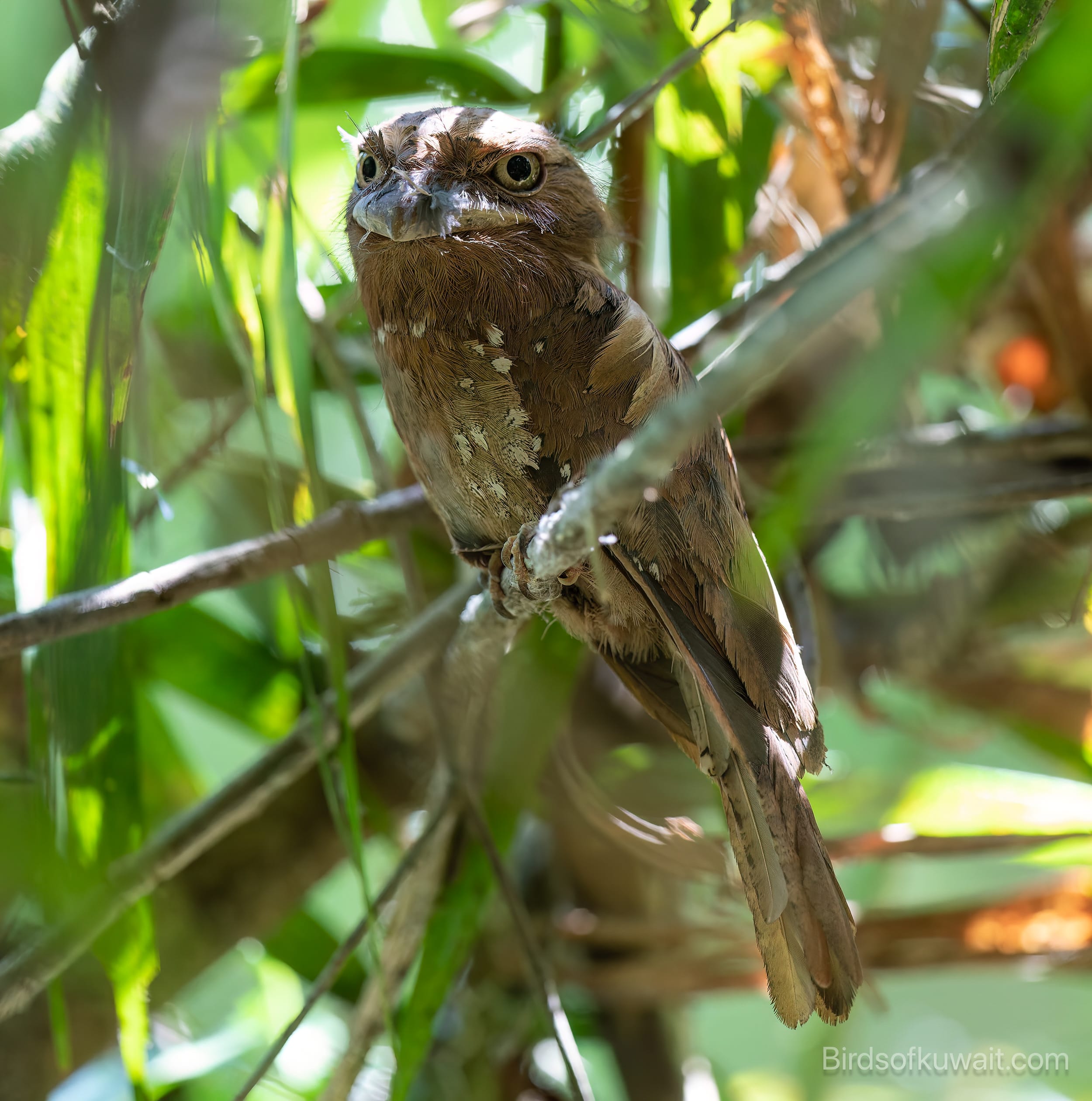 Sri Lanka Frogmouth Batrachostomus moniliger