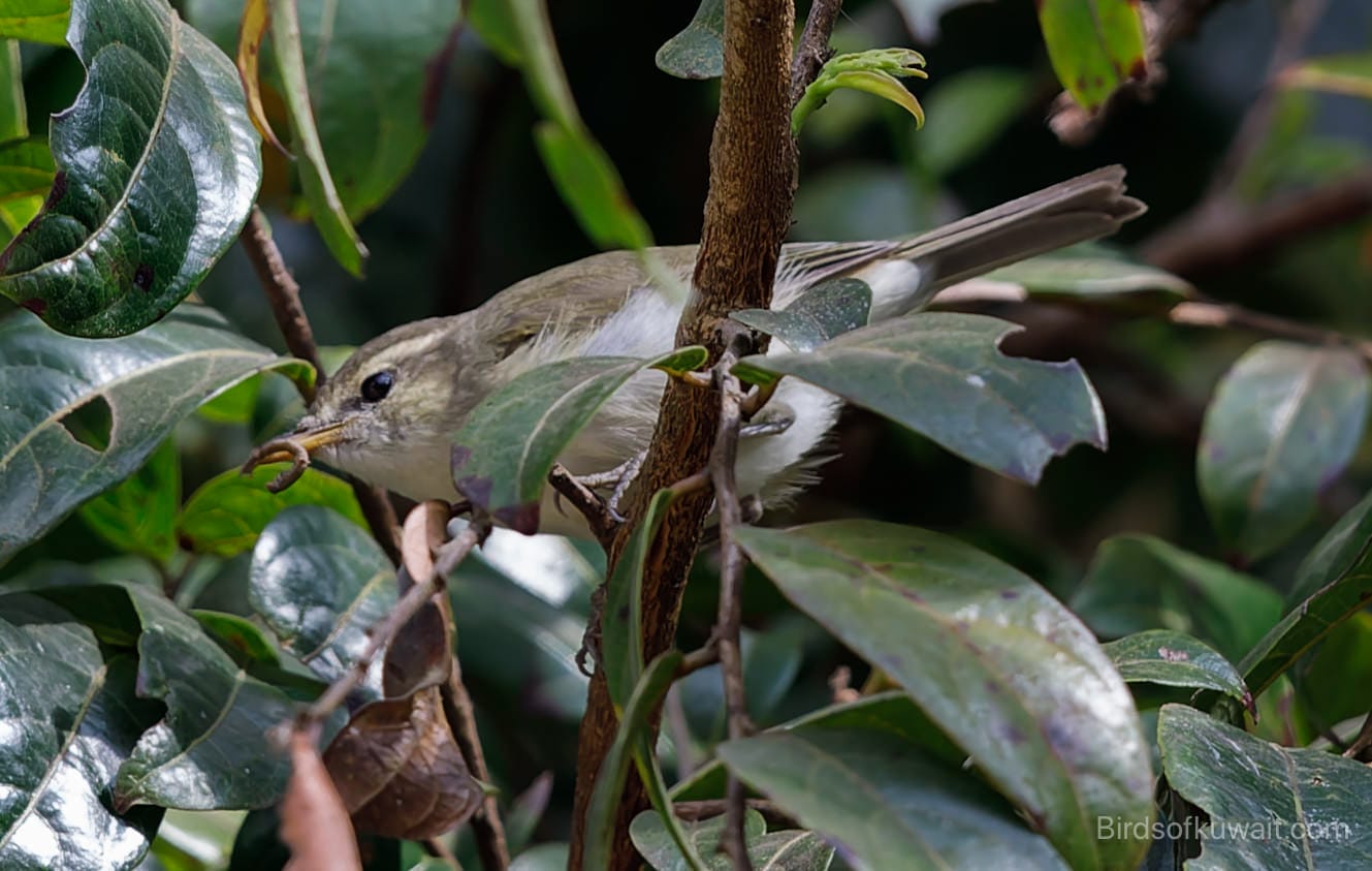 Tytler's Leaf Warbler Phylloscopus tytleri