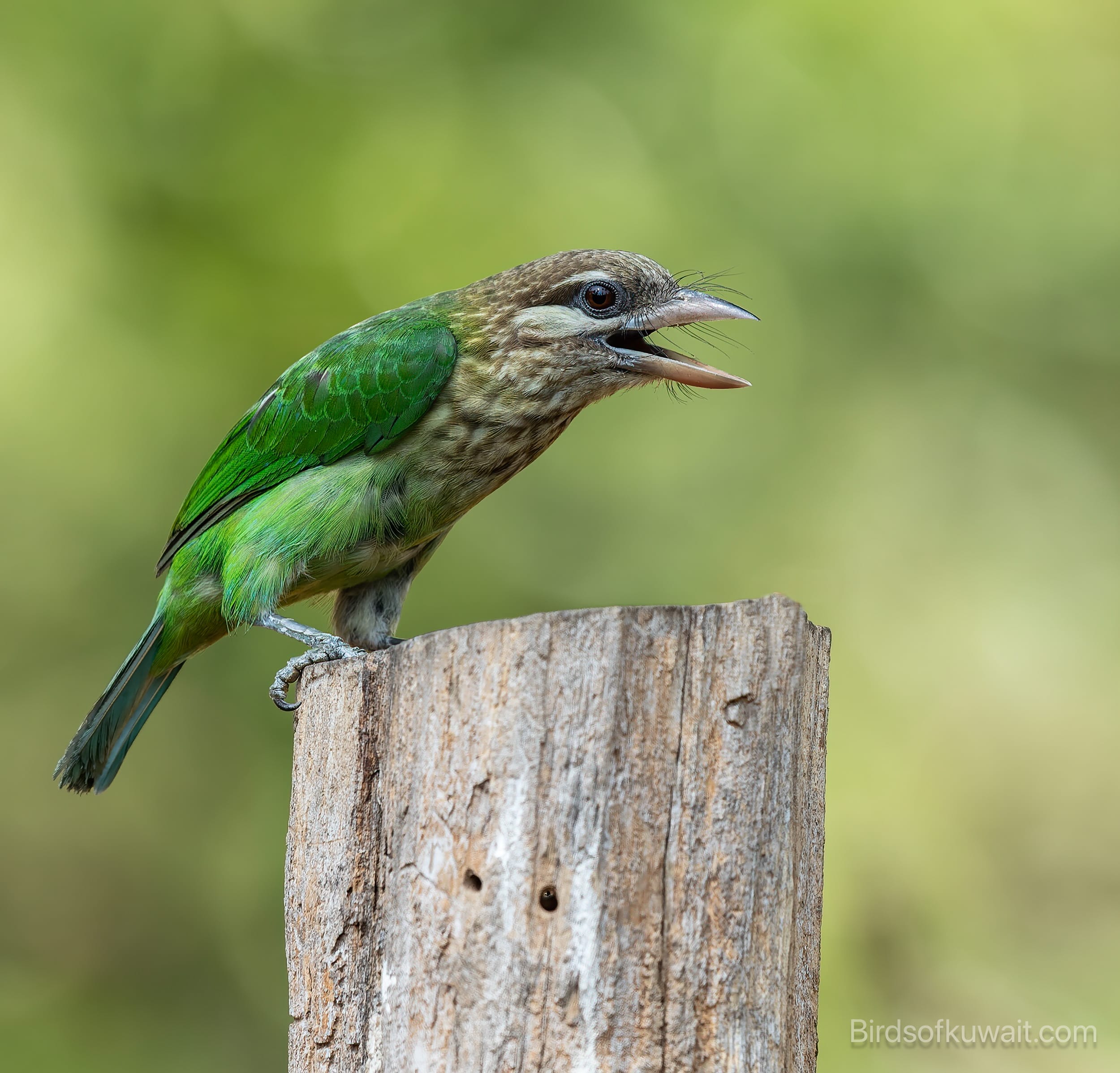 White-cheeked Barbet Psilopogon viridis