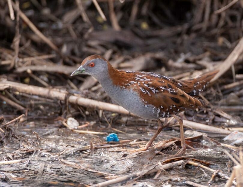 Baillon's Crake perching on ground