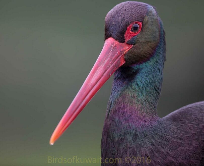 A portrait of a Black Stork