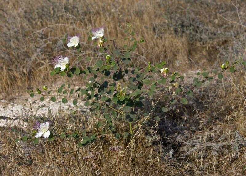 A Capparis spinosa bush