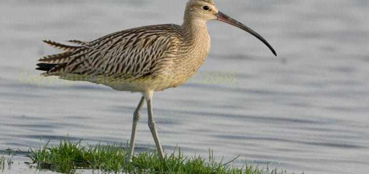 Eurasian Curlew in water