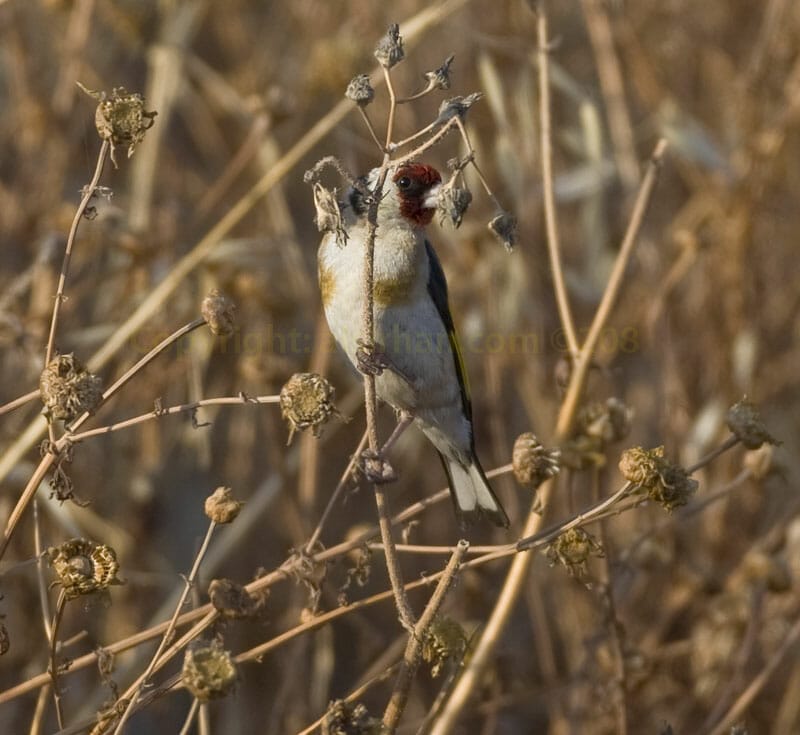 European Goldfinch feeding on seeds